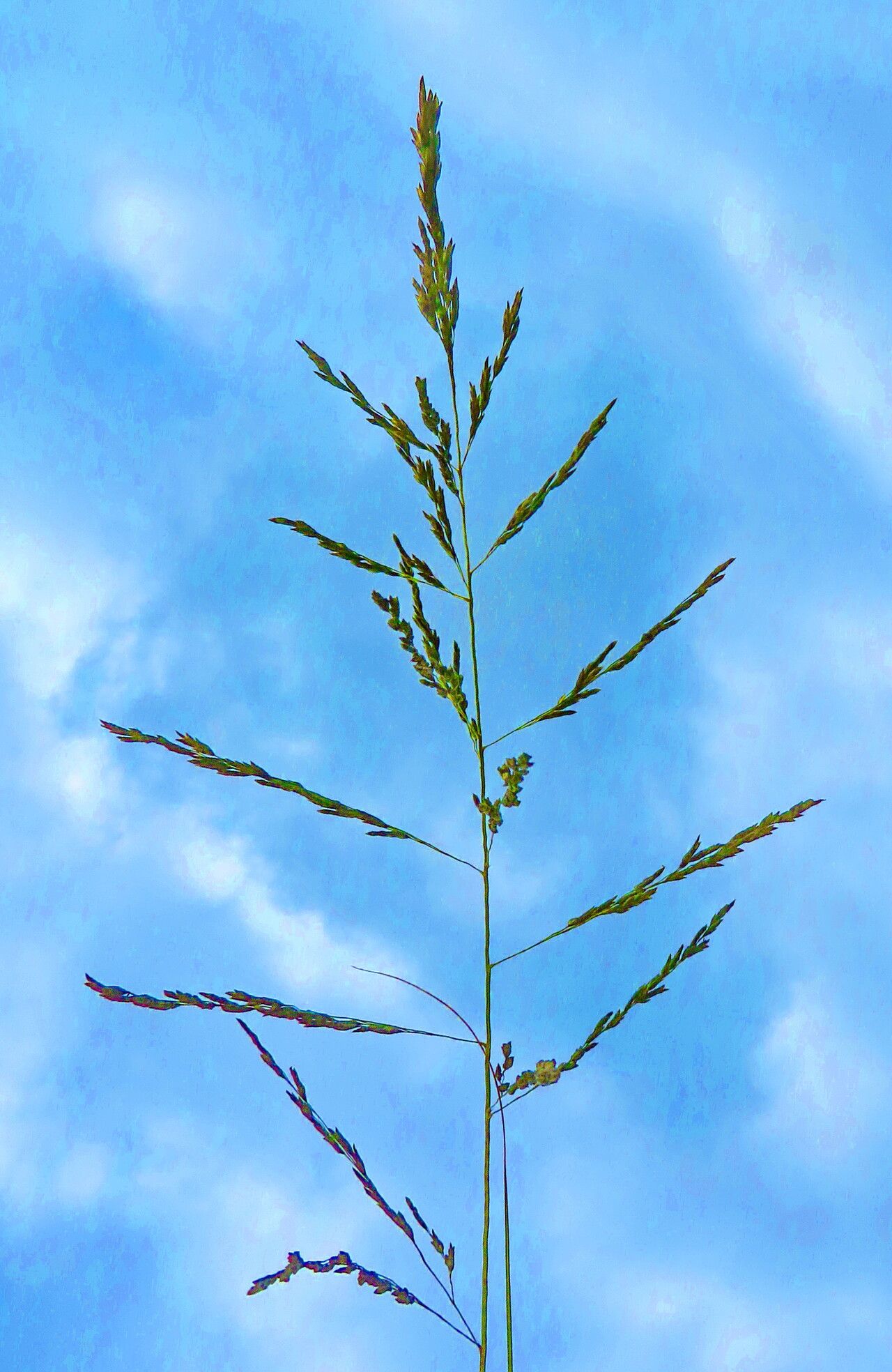 Melica penicillaris flower