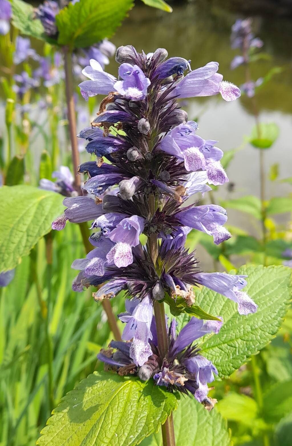 Nepeta yesoensis flower