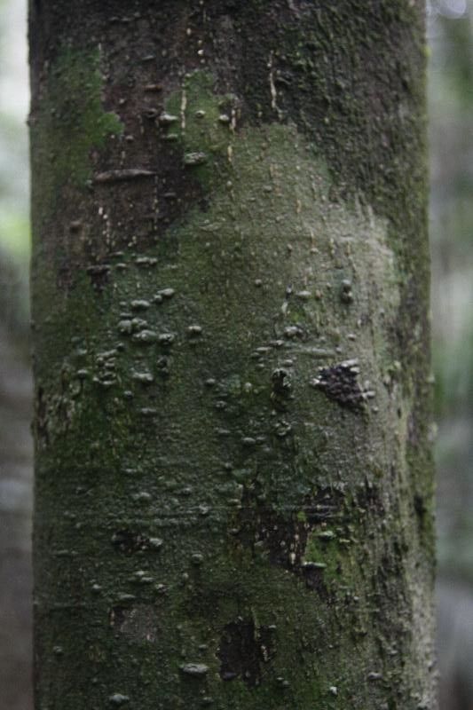 Cassipourea guianensis bark