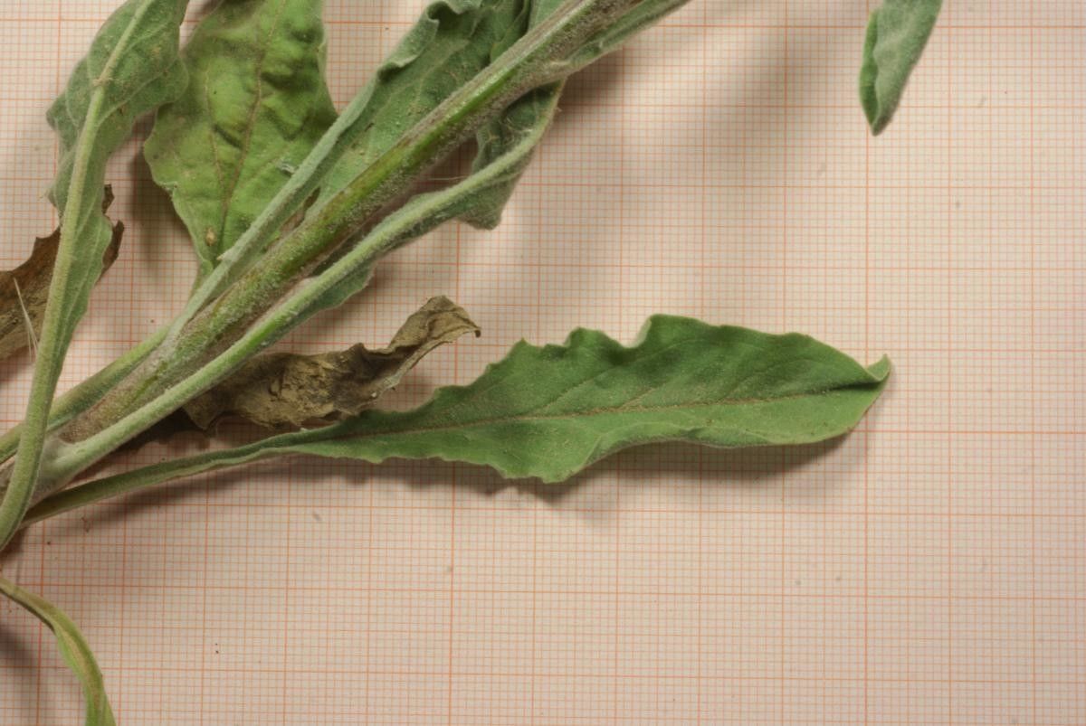 Andryala nigricans — houseplant care guide