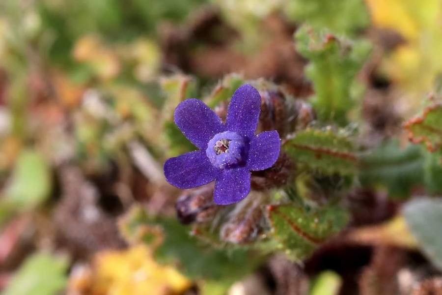 Anchusa stylosa flower