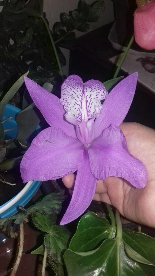 Laelia speciosa bark