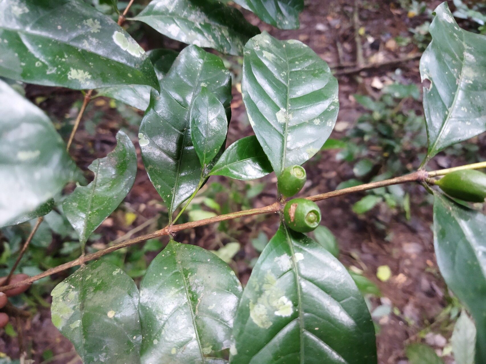 Coffea fotsoana fruit