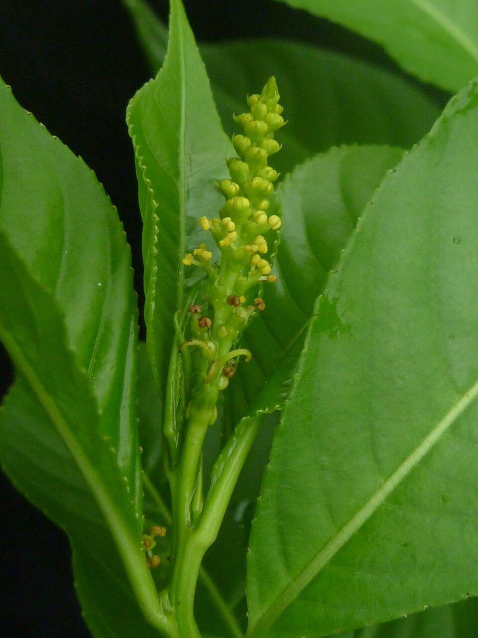 Excoecaria acerifolia habit