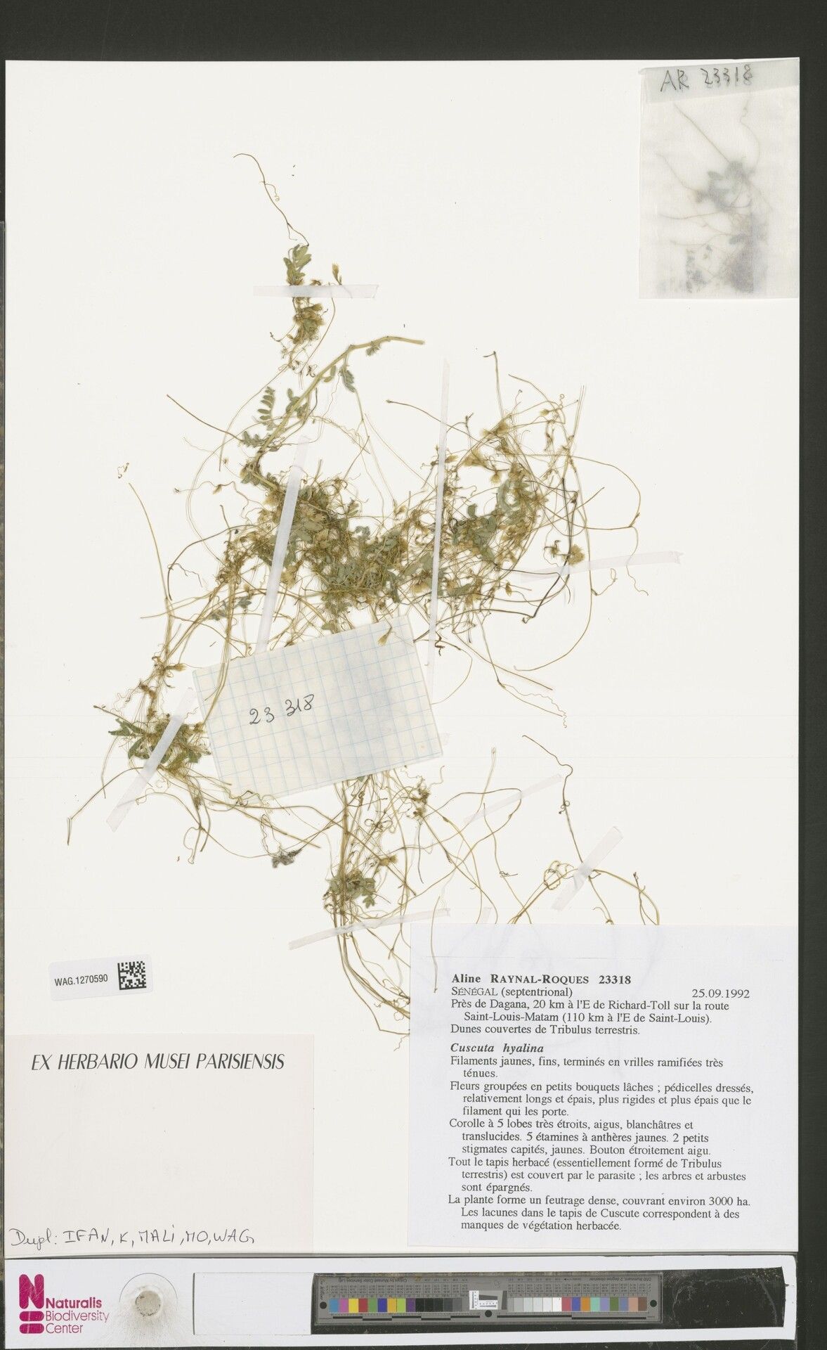 Cuscuta hyalina — houseplant care guide