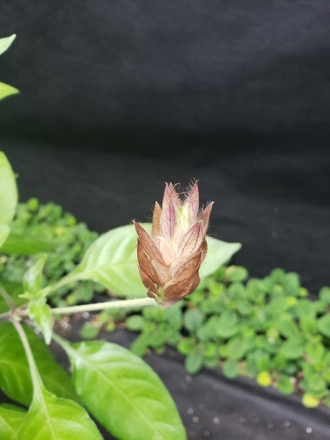 Begonia goegoensis fruit