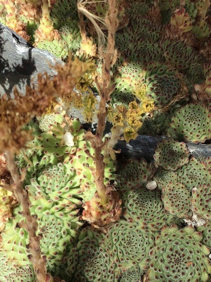 Sempervivum pittonii flower