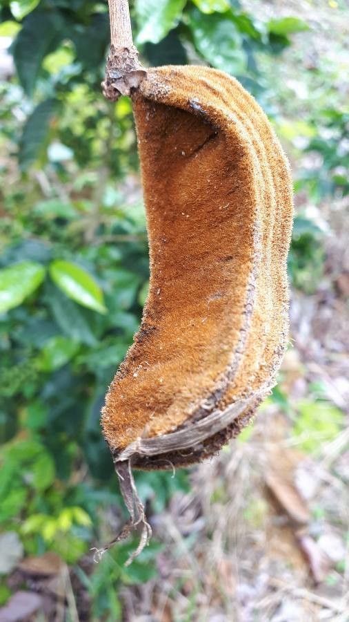 Inga sierrae fruit