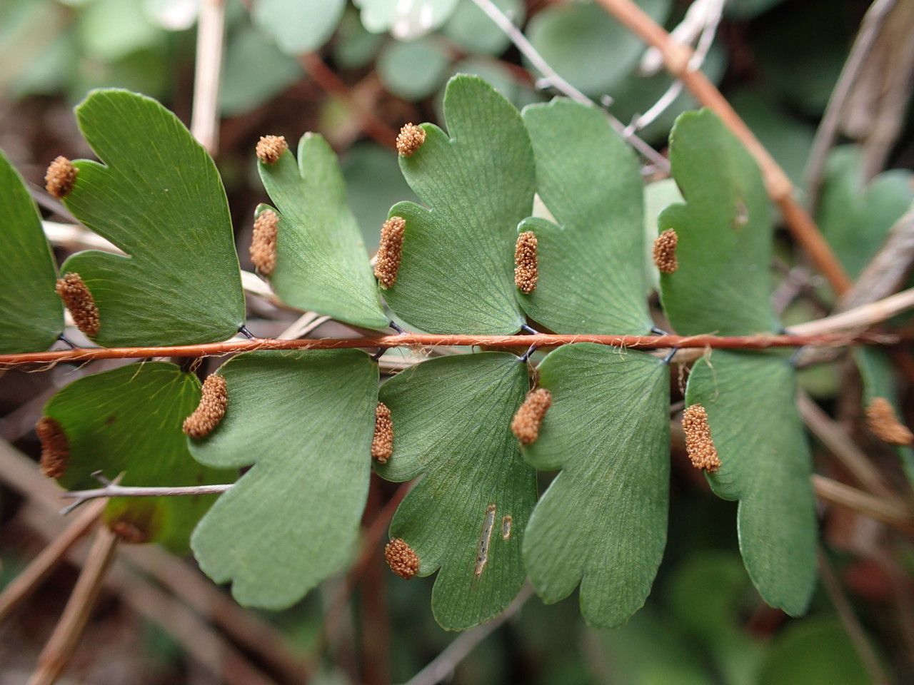Adiantum hirsutum fruit