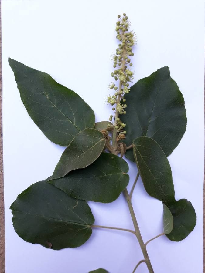 Croton macrostachyus flower