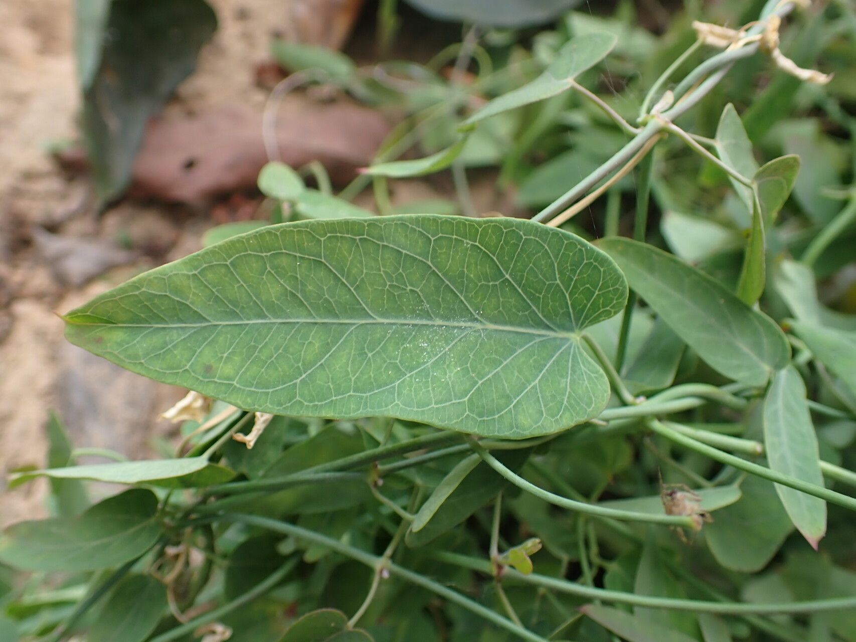 Oxystelma bornouense — related species from the same genus