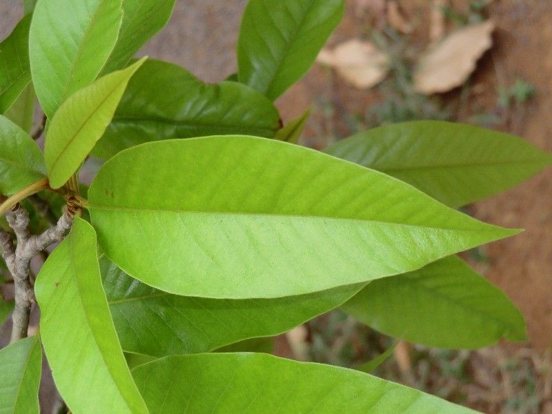 Michelia champaca — search result for 'Magnoliaceae'