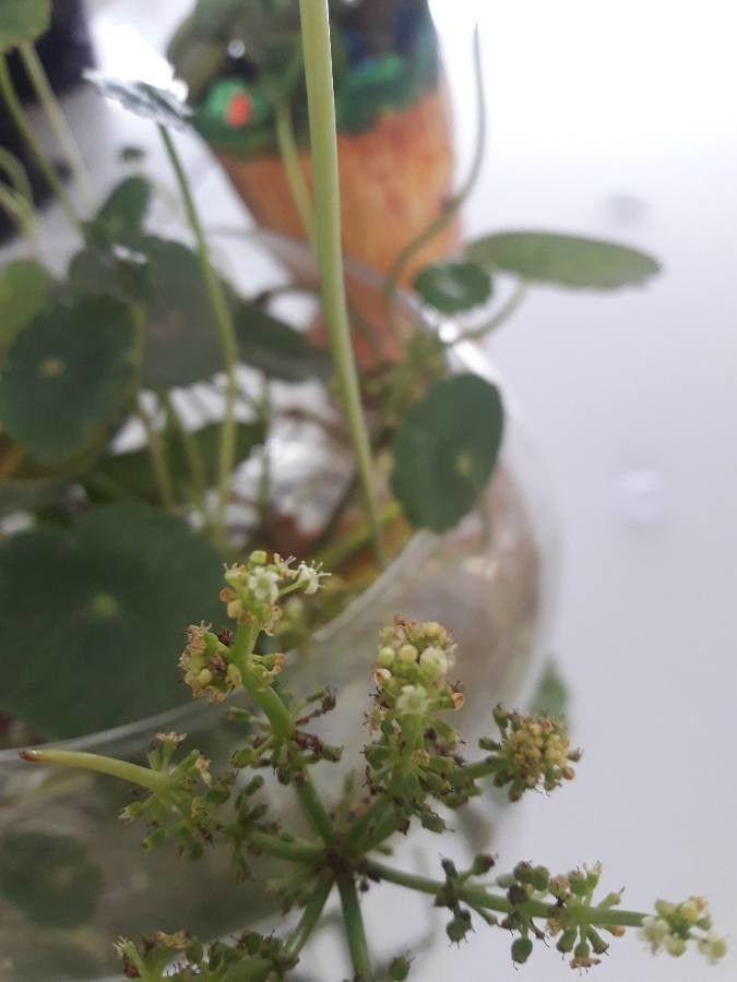 Hydrocotyle bonariensis flower