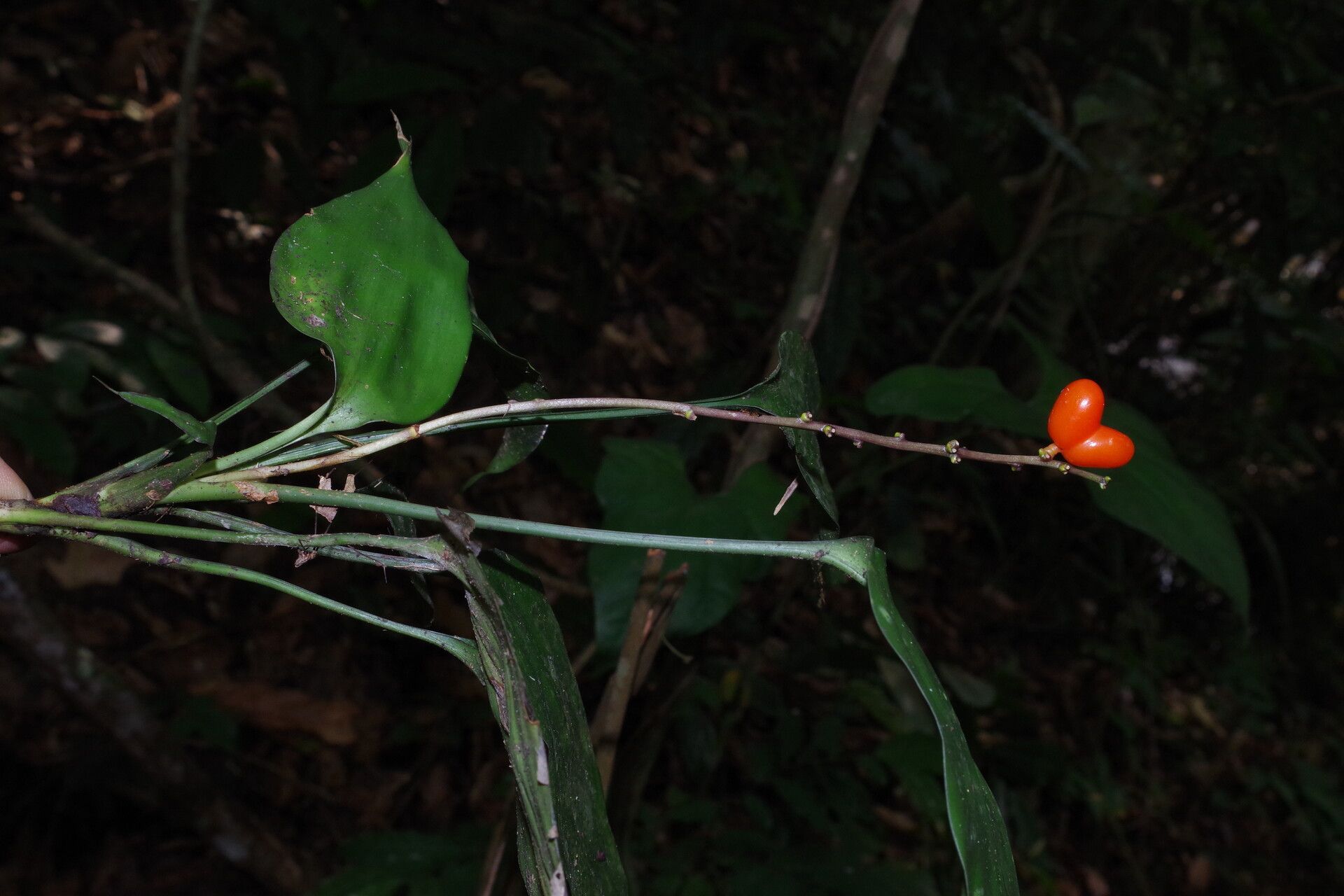 Dracaena tholloniana other