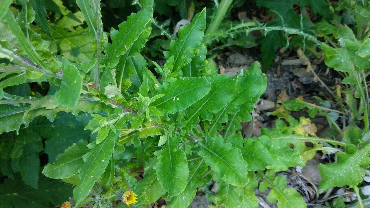 Jurinea alata — related species from the same genus