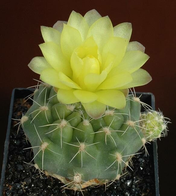 Gymnocalycium andreae flower