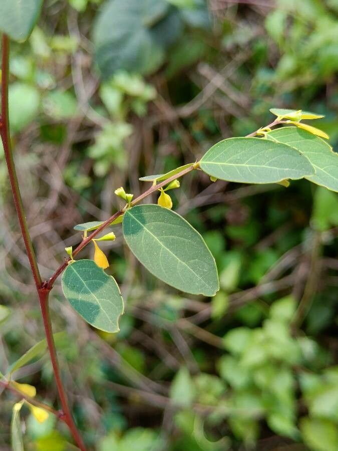 Breynia retusa flower