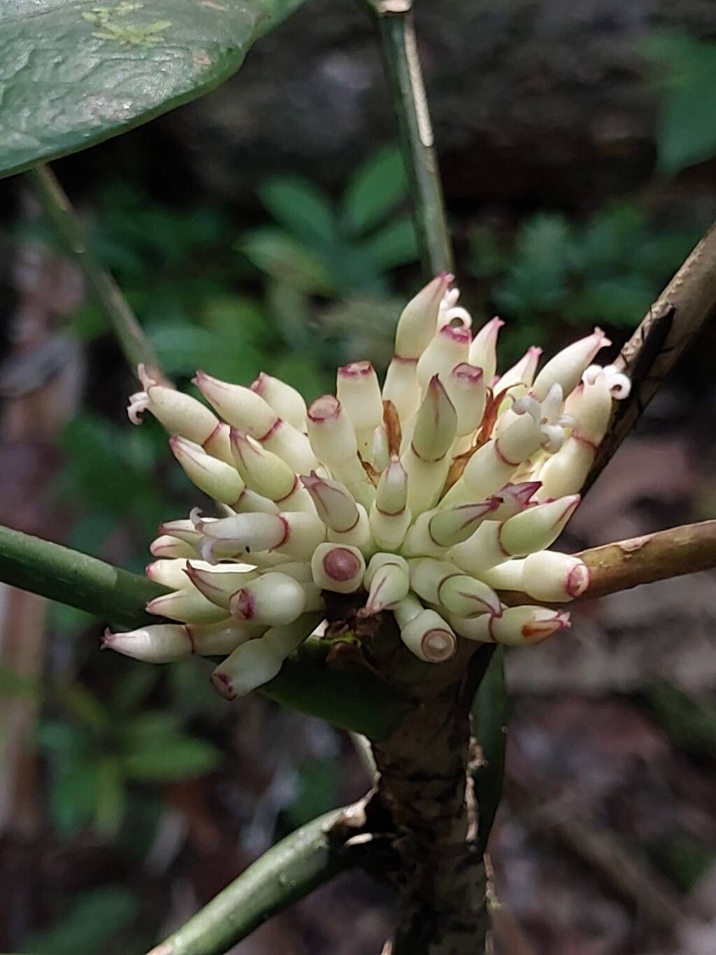Polyscias lancifolia flower