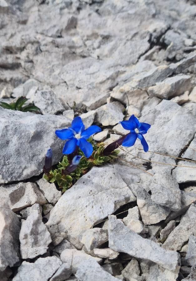 Gentiana terglouensis flower