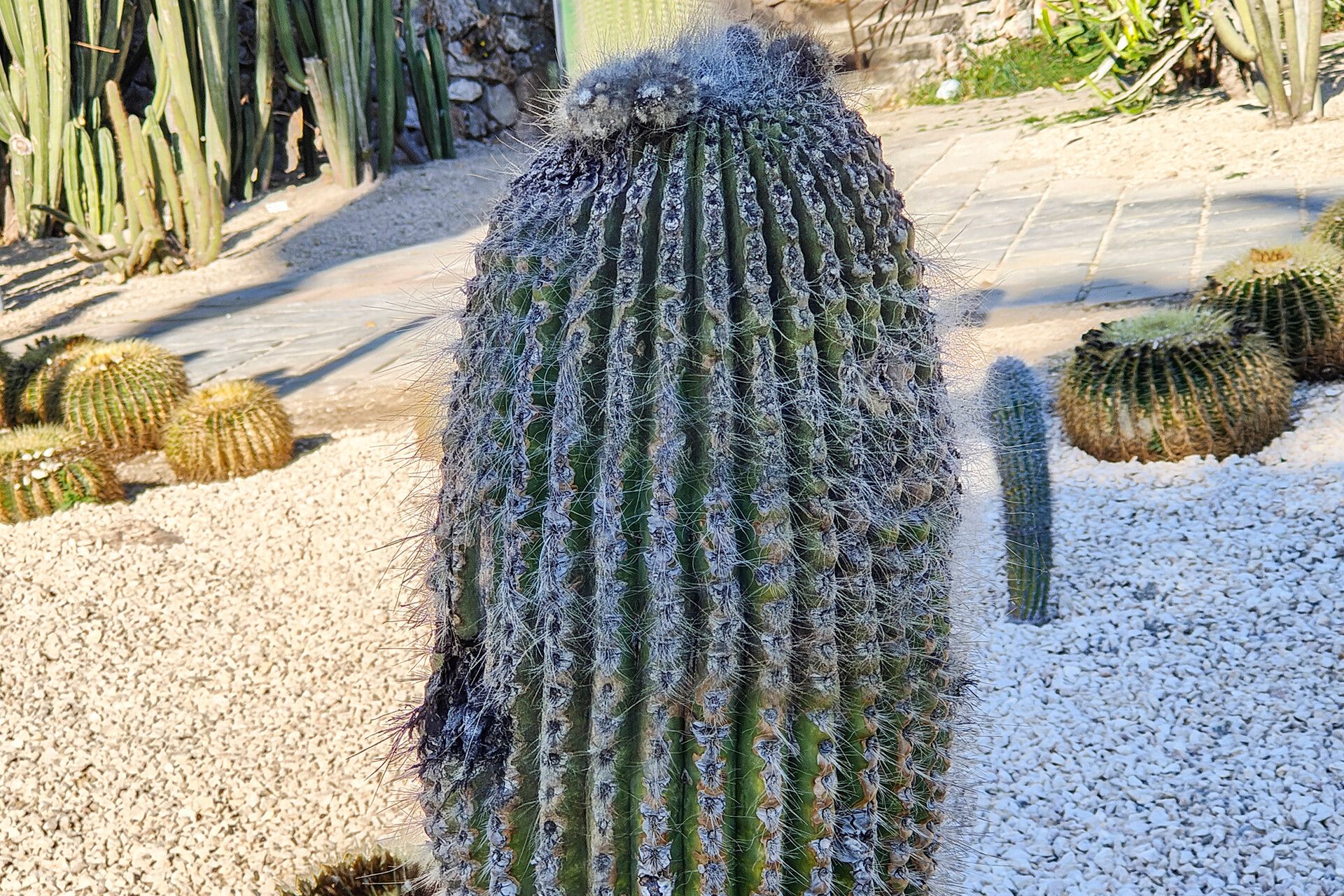 Echinopsis riviere-de-caraltii — search result for 'Echinopsis'
