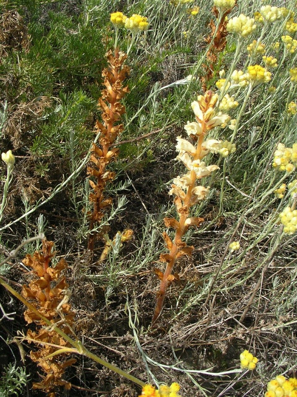 Orobanche artemisii-campestris habit