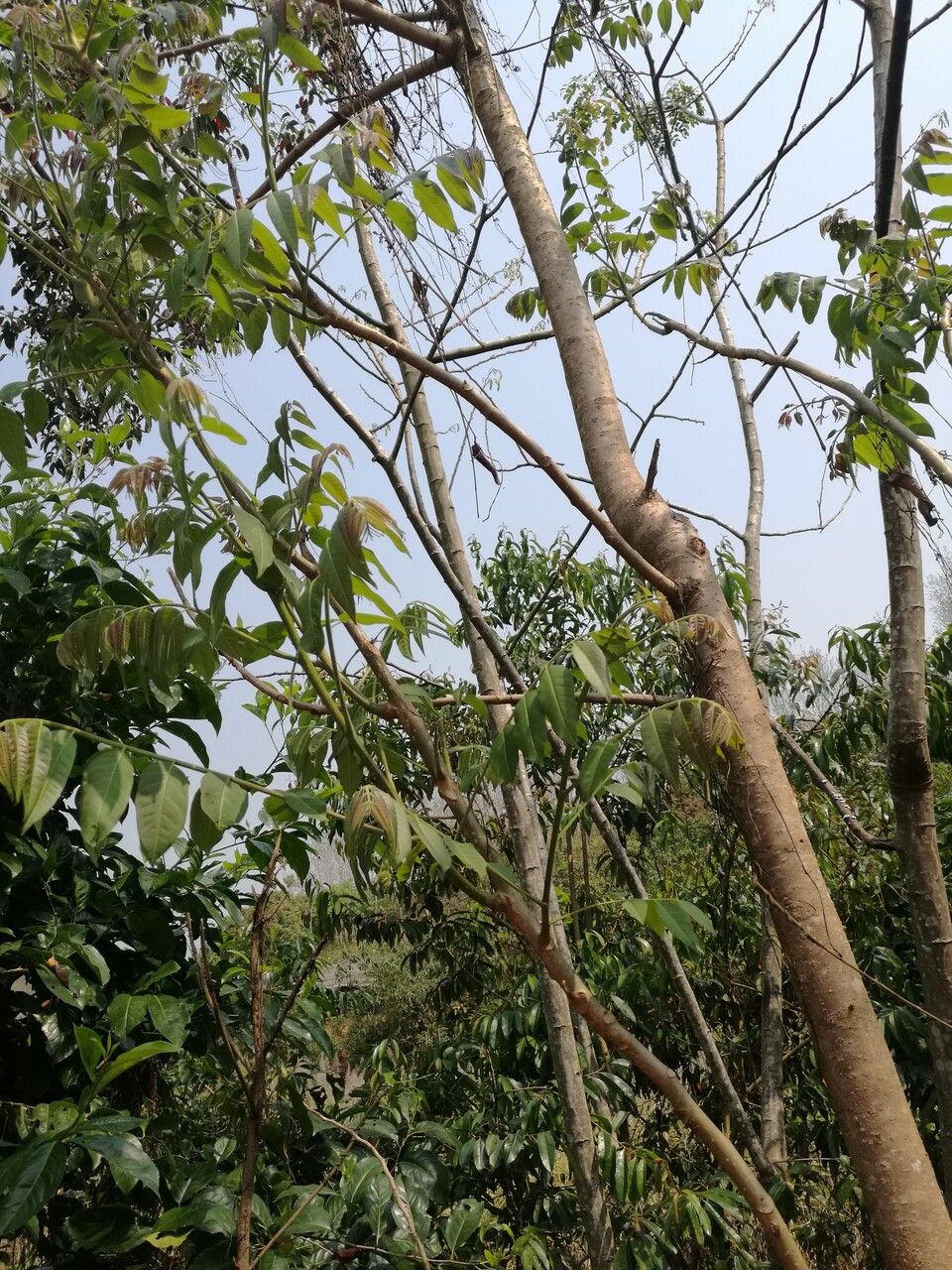 Ailanthus fordii habit