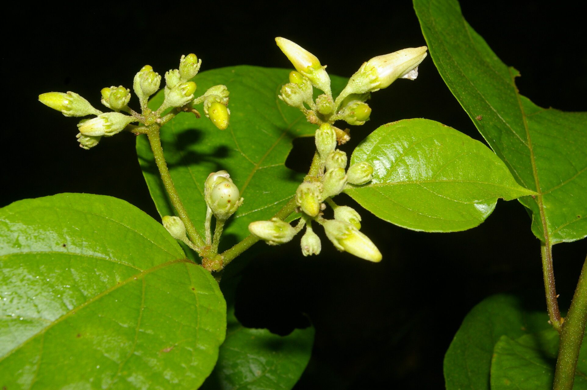 Lycianthes multiflora flower