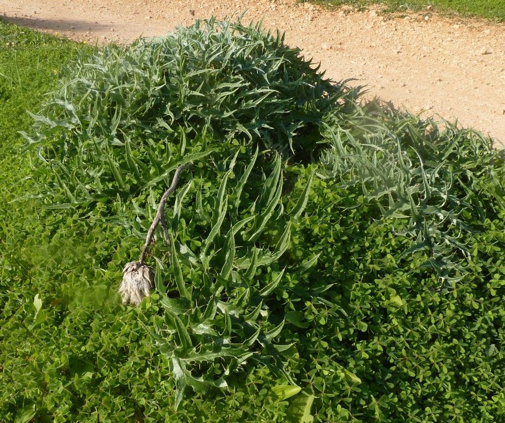 Cynara baetica habit