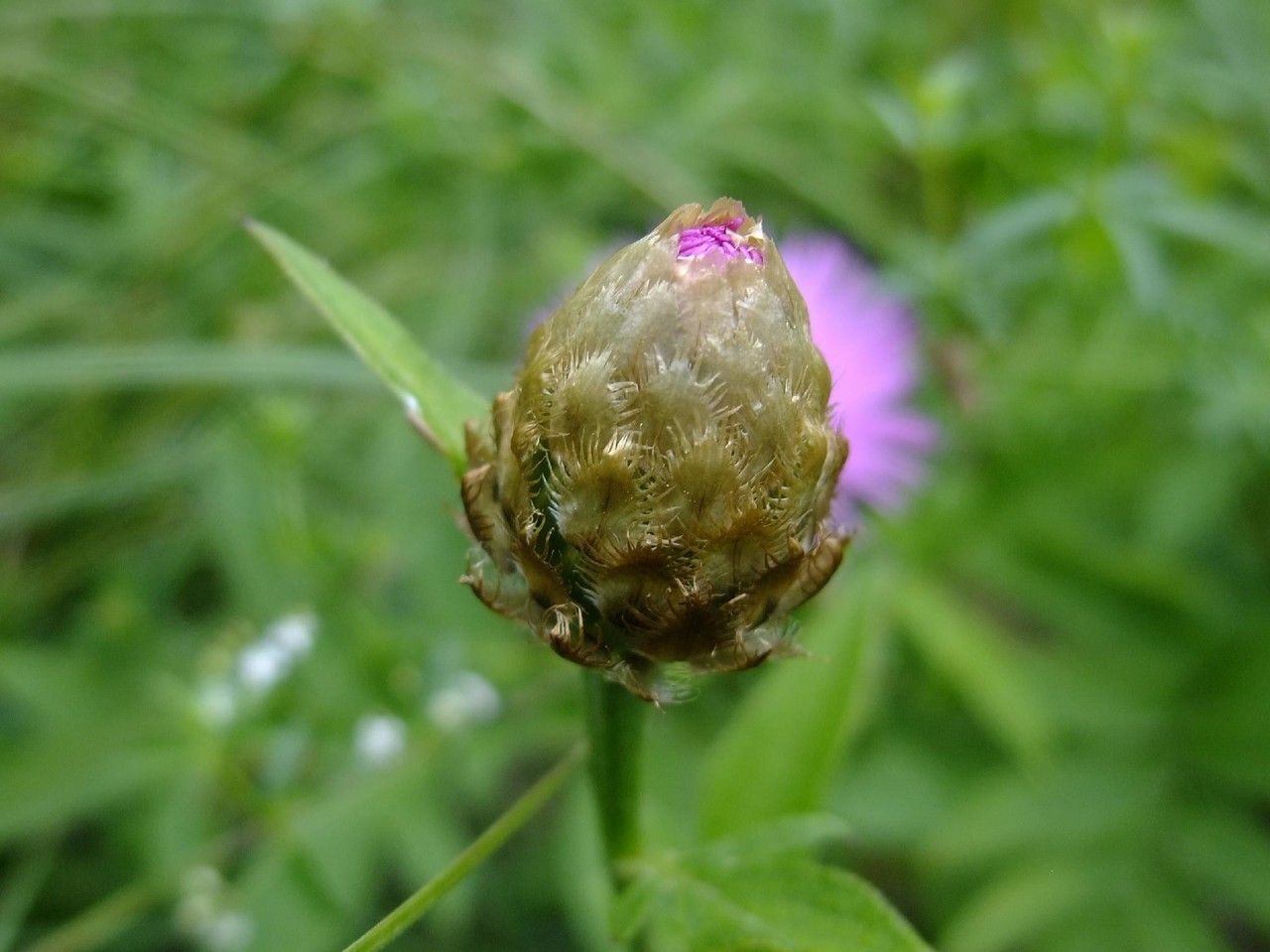 Psephellus dealbatus fruit