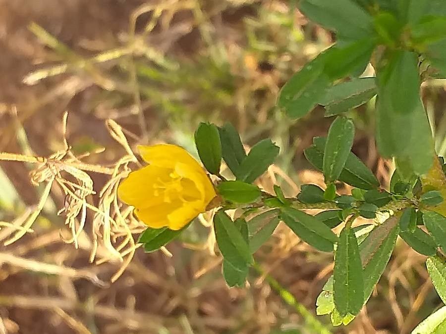 Sida tenuicarpa flower