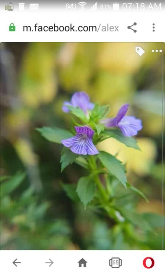 Stemodia lobelioides — related species from the same genus