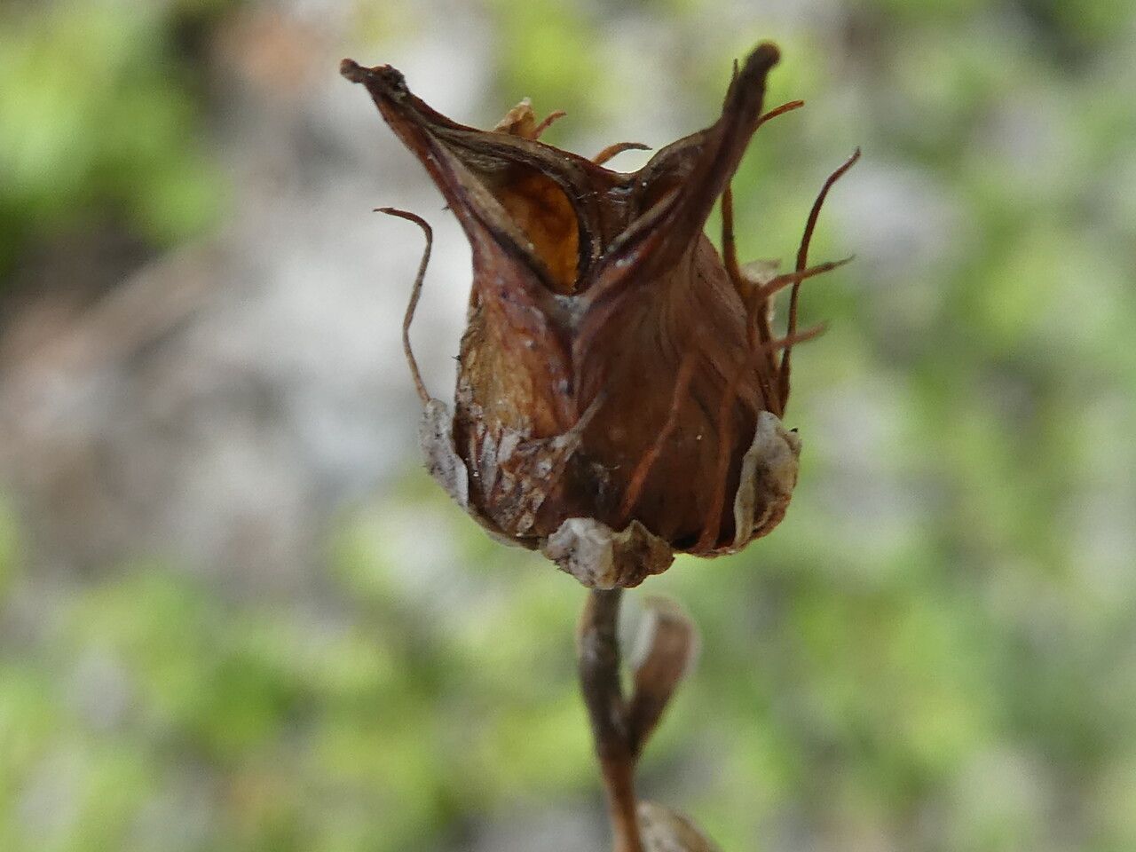 Saxifraga bryoides fruit