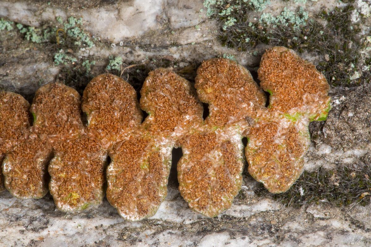 Asplenium ceterach fruit