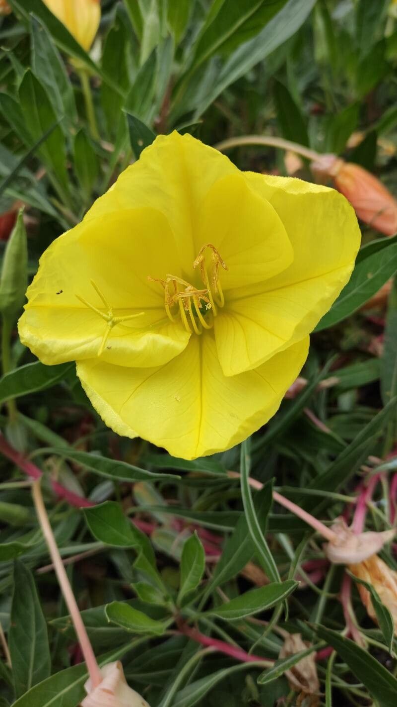 Oenothera macrocarpa flower