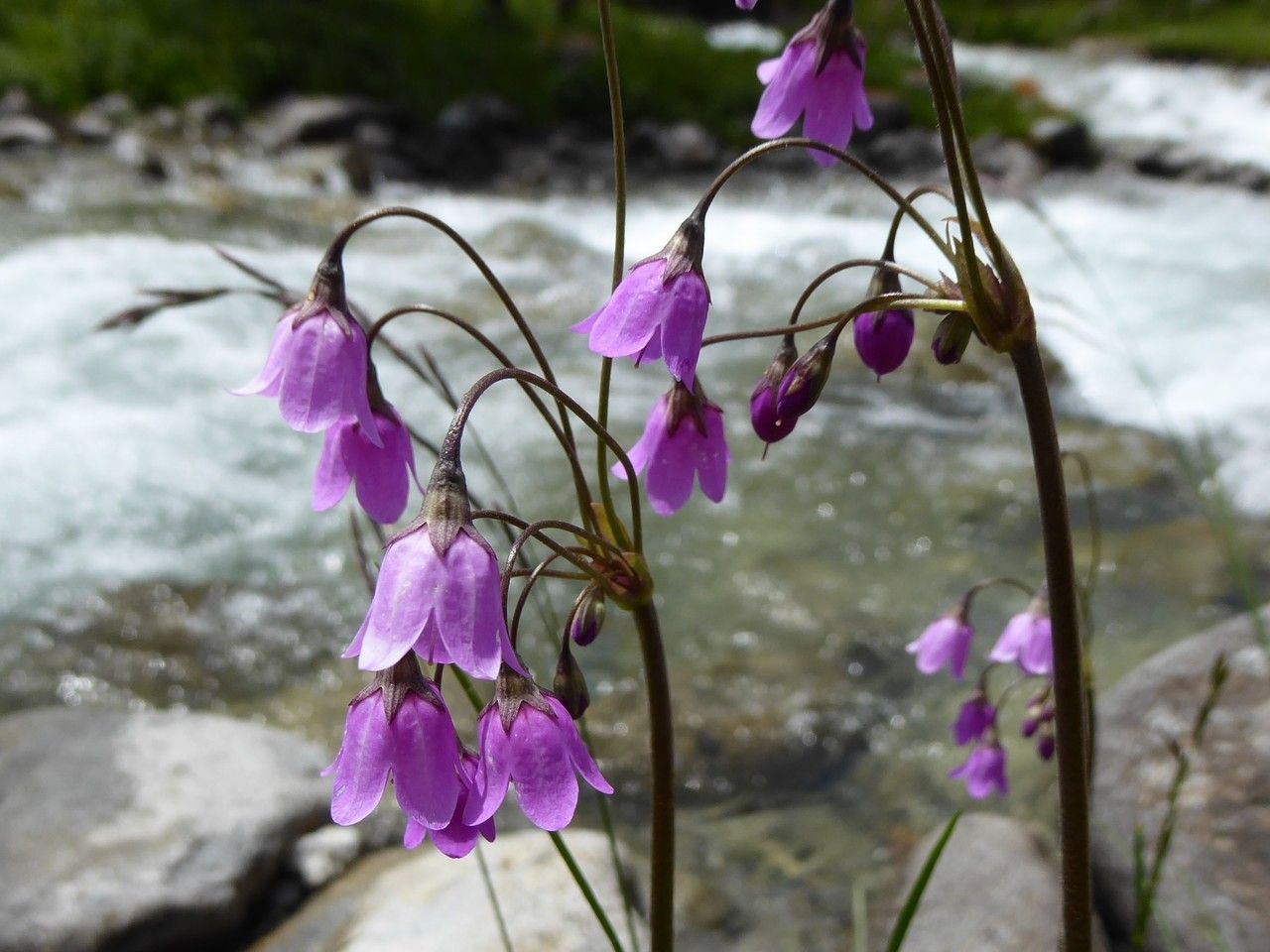 Primula matthioli flower