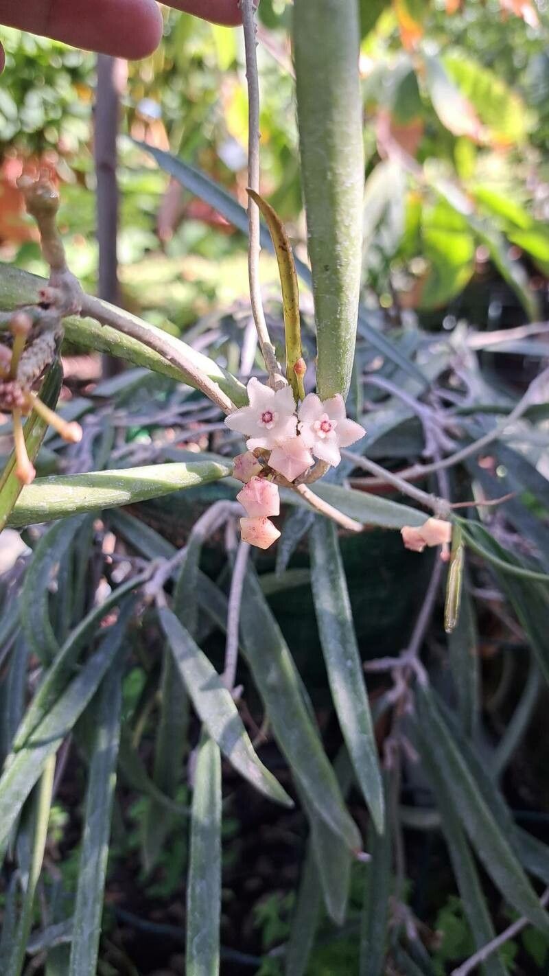Hoya longifolia flower