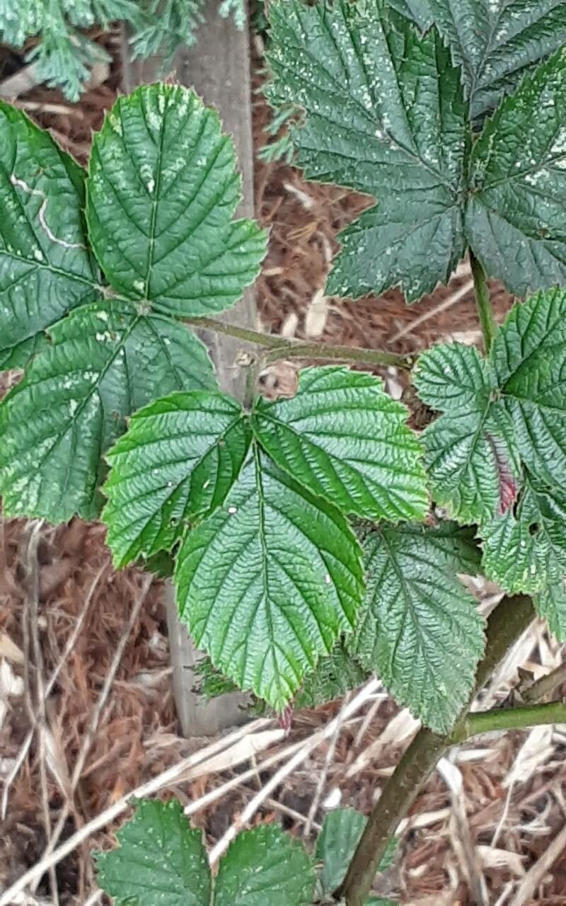 Rubus camptostachys leaf