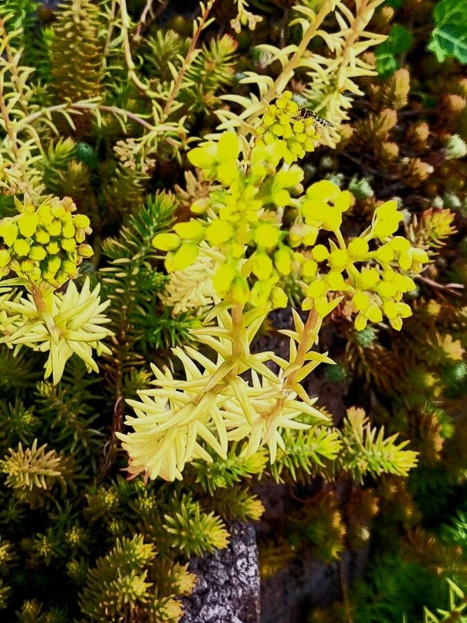 Sedum spp. flower