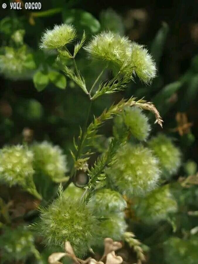 Lagoecia cuminoides — search result for 'Thymus'