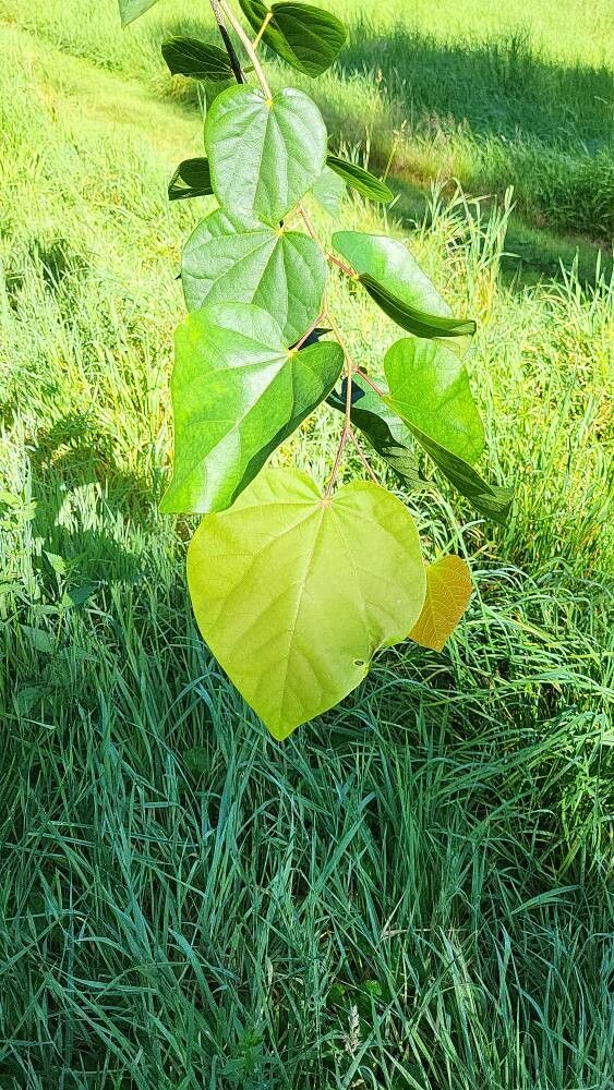 Cercis glabra leaf