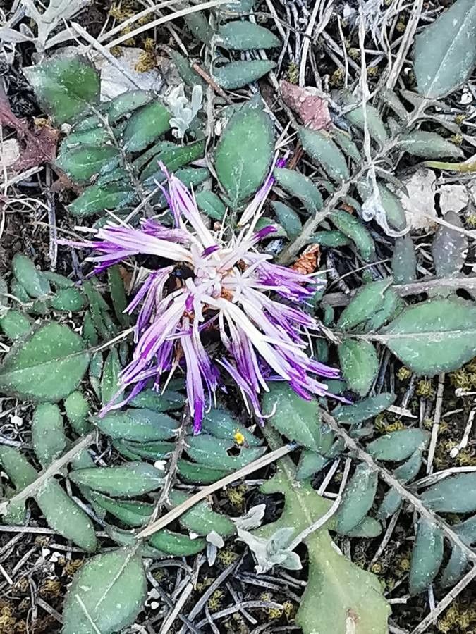 Centaurea raphanina flower