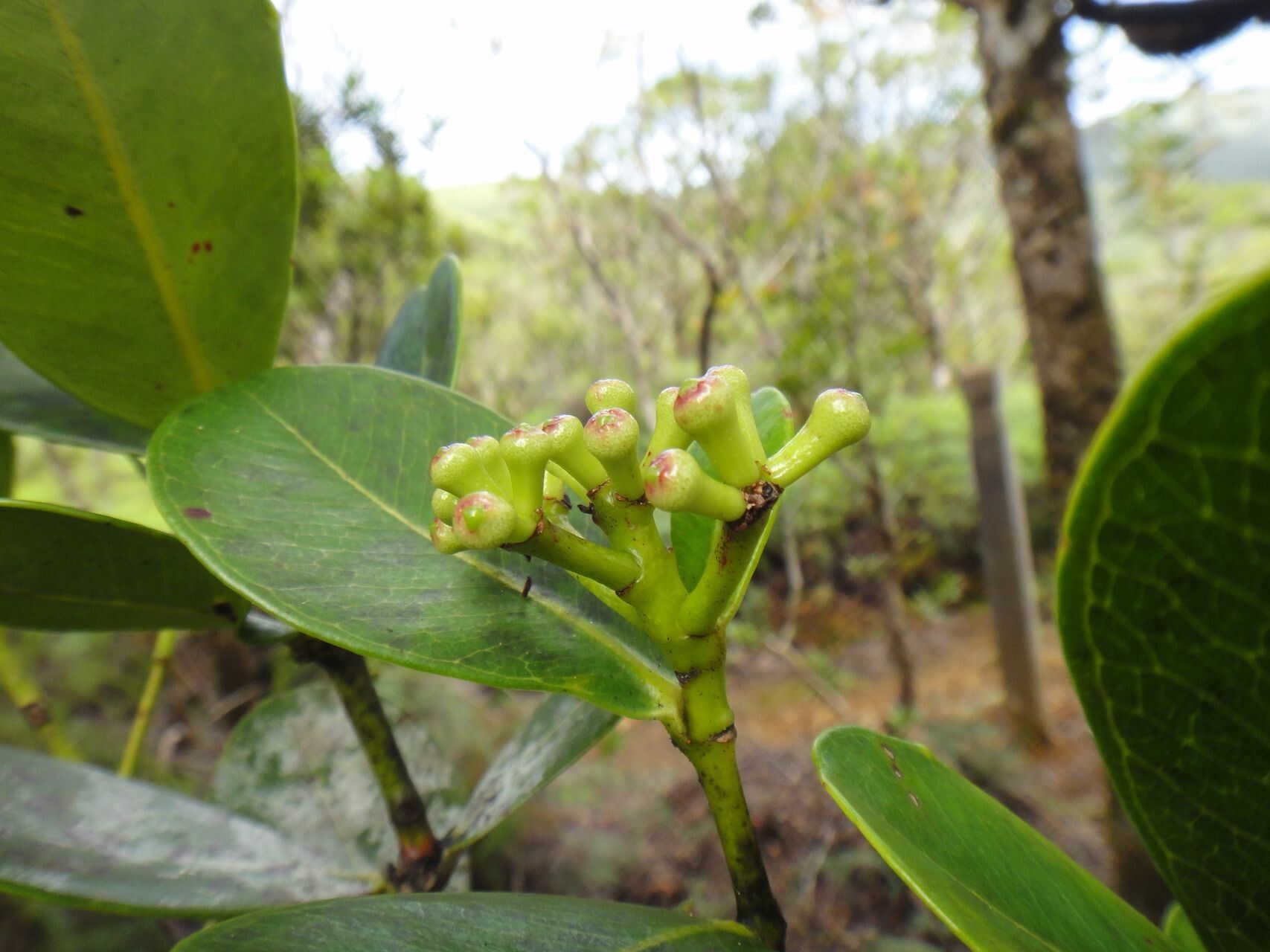 Syzygium rhopalanthum fruit