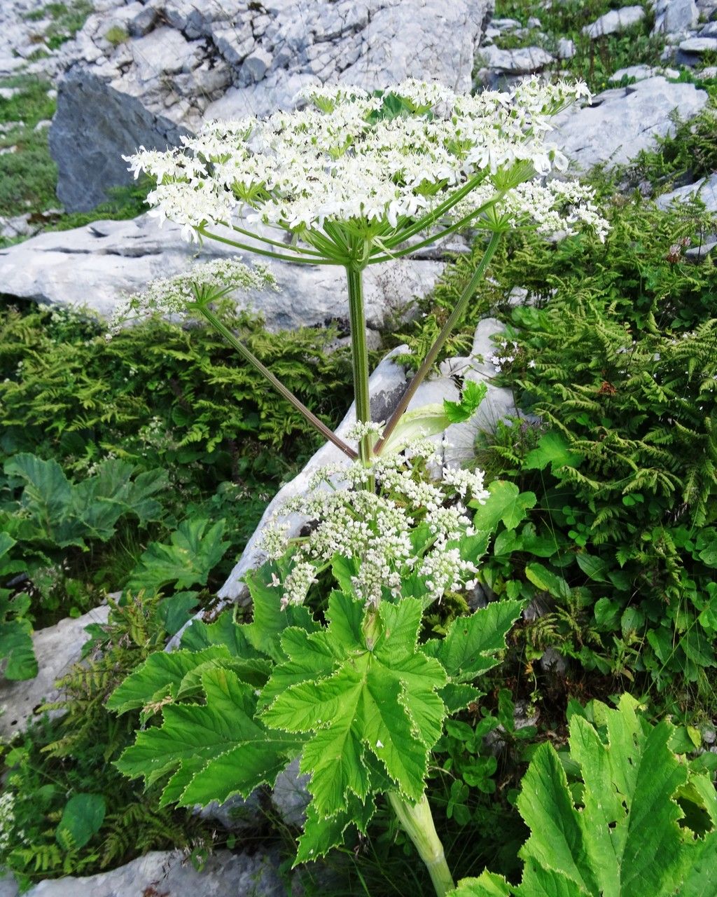 Heracleum pyrenaicum flower
