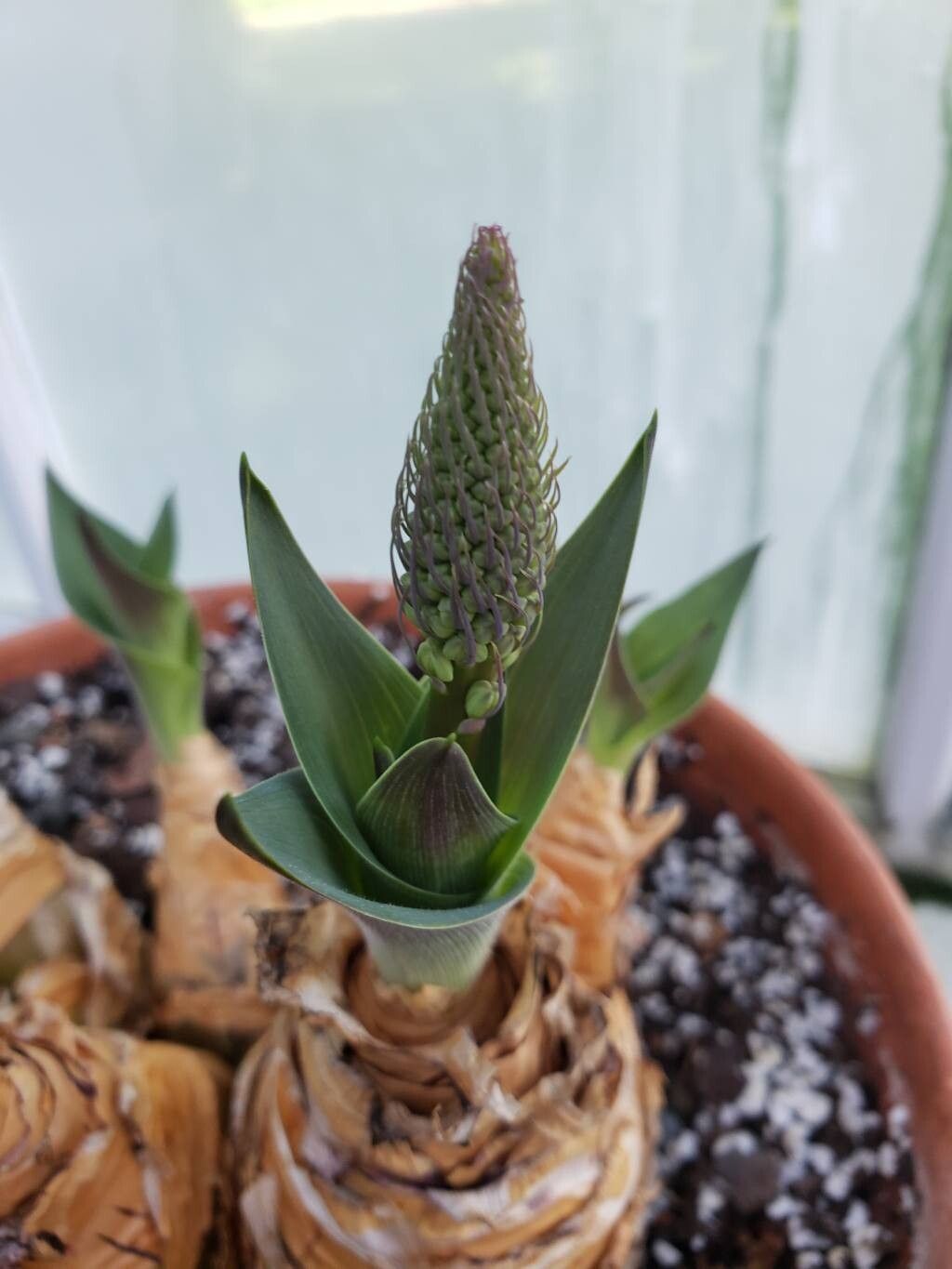 Merwilla plumbea flower