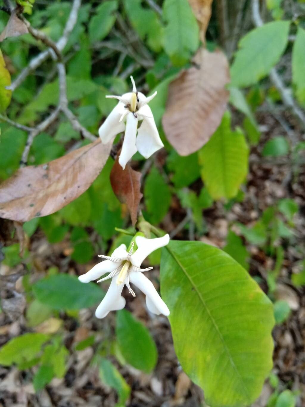 Gardenia resinifera flower