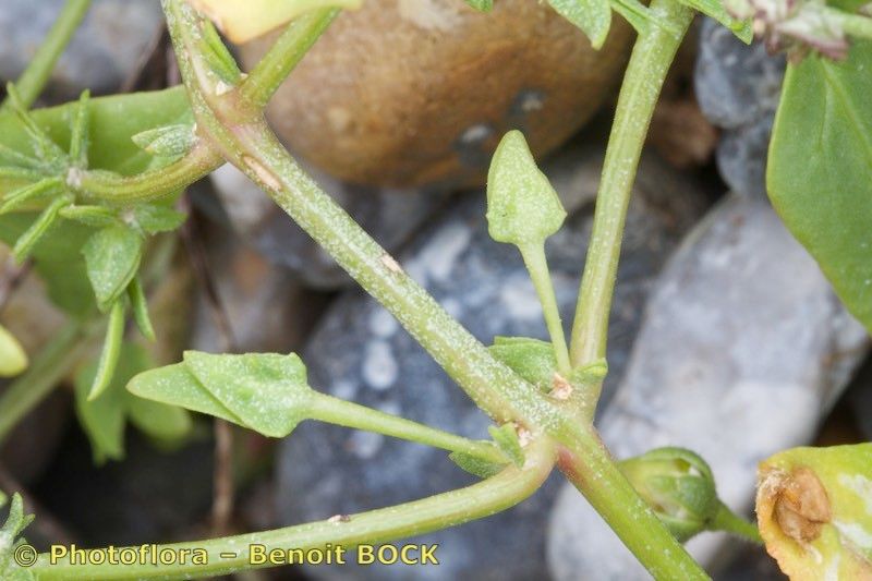 Atriplex longipes bark