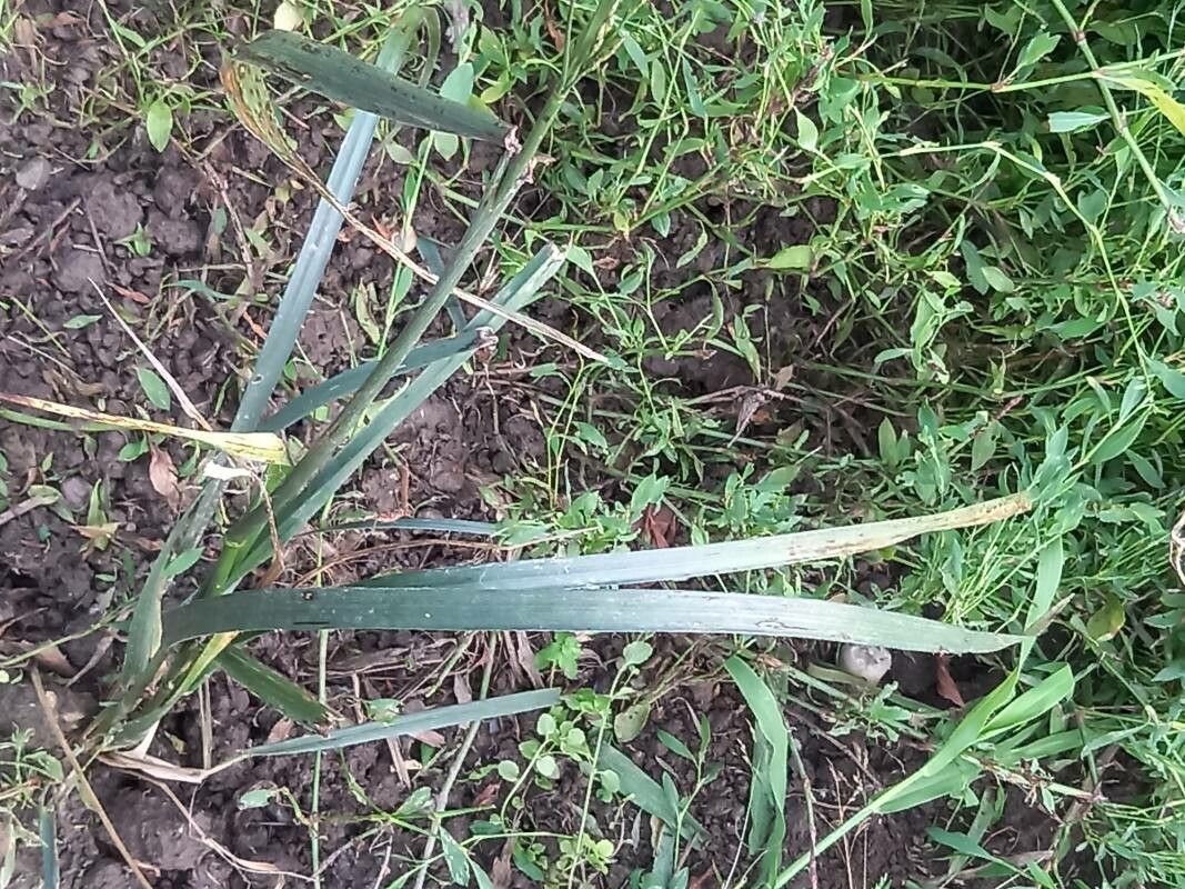 Lolium arundinaceum leaf