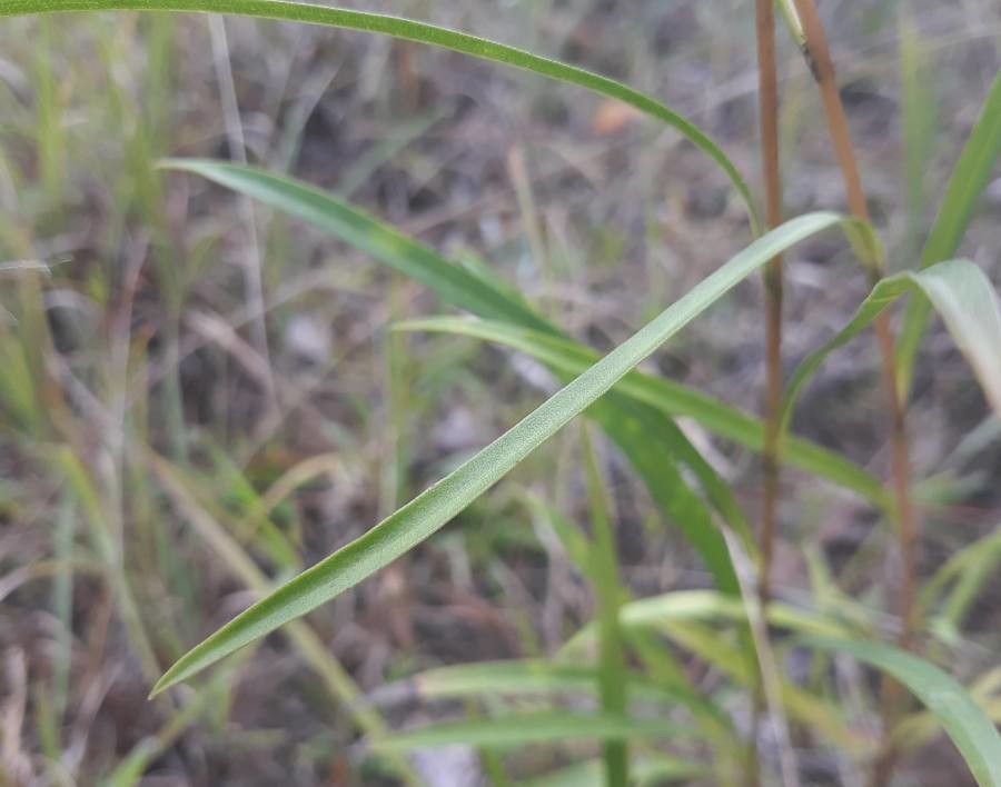 Erigeron foliosus — search result for 'Erigeron'