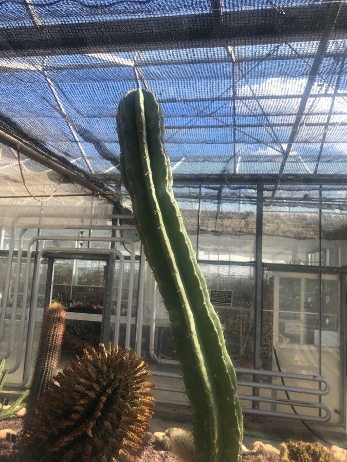 Polaskia chende leaf