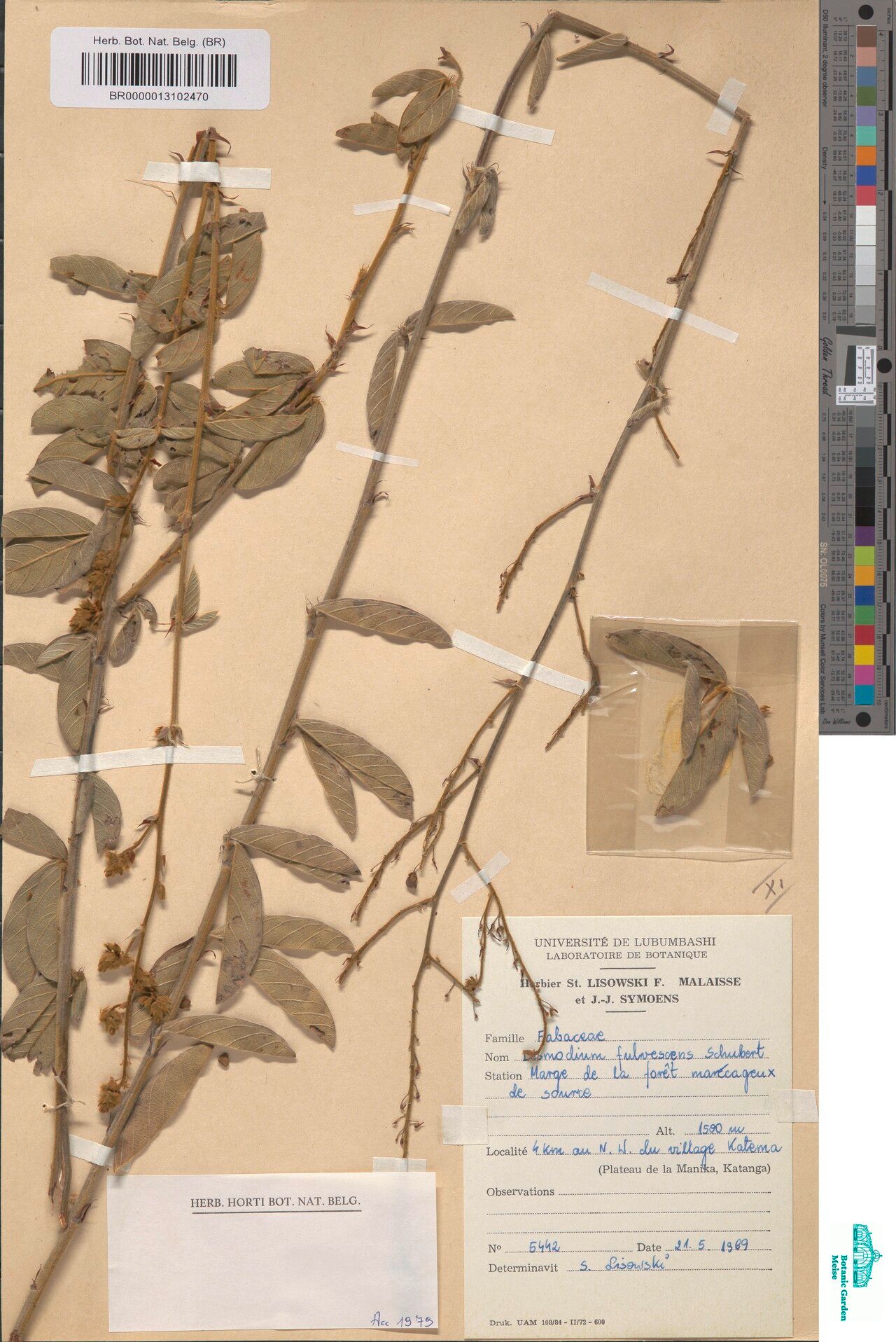 Grona fulvescens — related species from the same genus